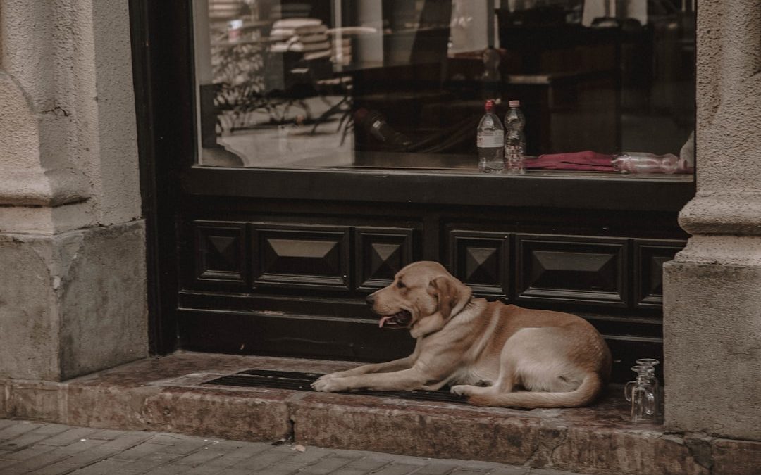 Pet Sitting Services in Manhattan: Trustworthy Care for Your Furry Friends