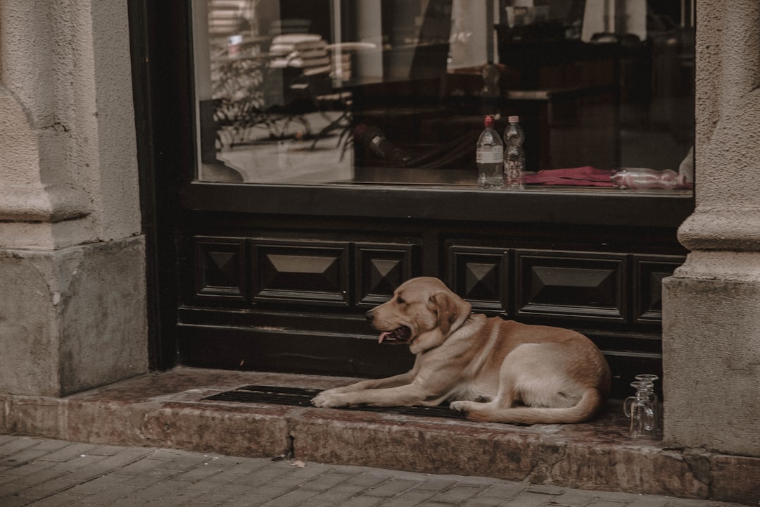 Photo pet sitting manhattan