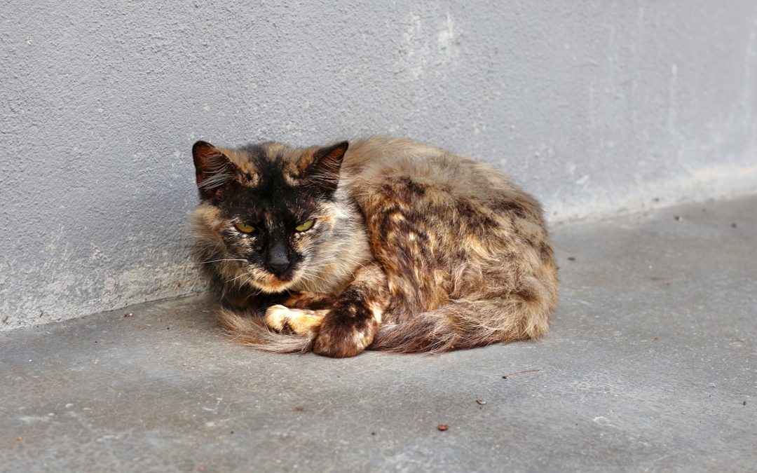 Cat Sitting Services on the Upper East Side