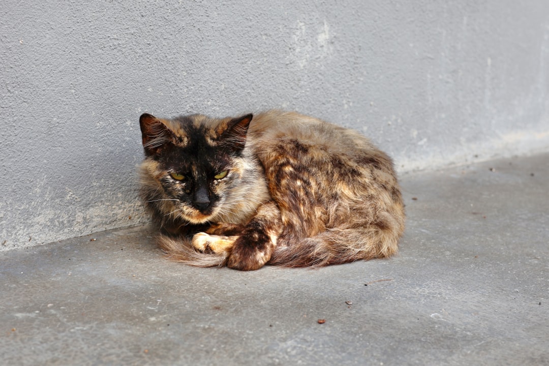 Photo cat sitting