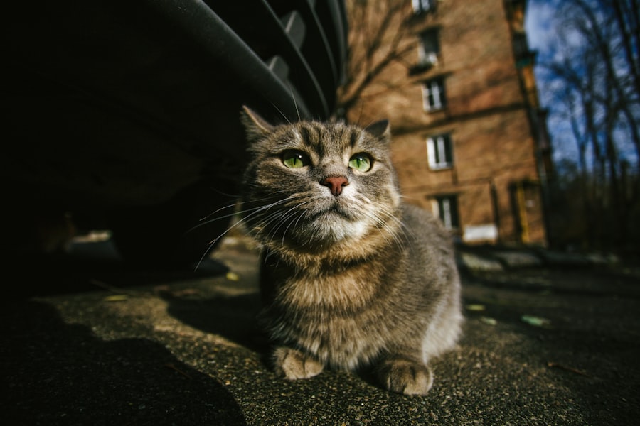 Photo cat sitter manhattan
