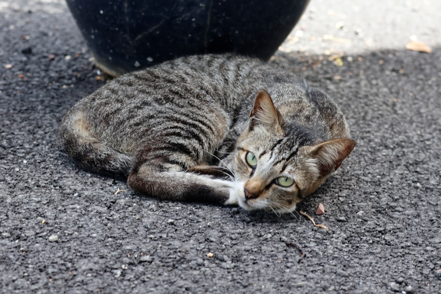 Photo cat sitting
