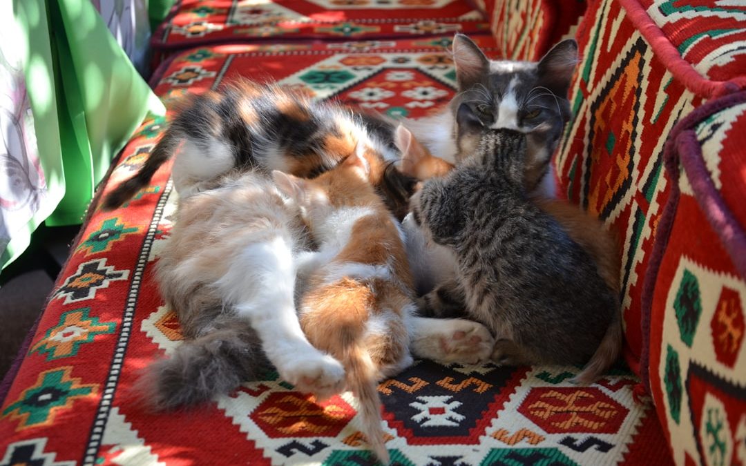 Top Pet Sitter in Los Angeles, CA: Your Furry Friend’s Home Away from Home