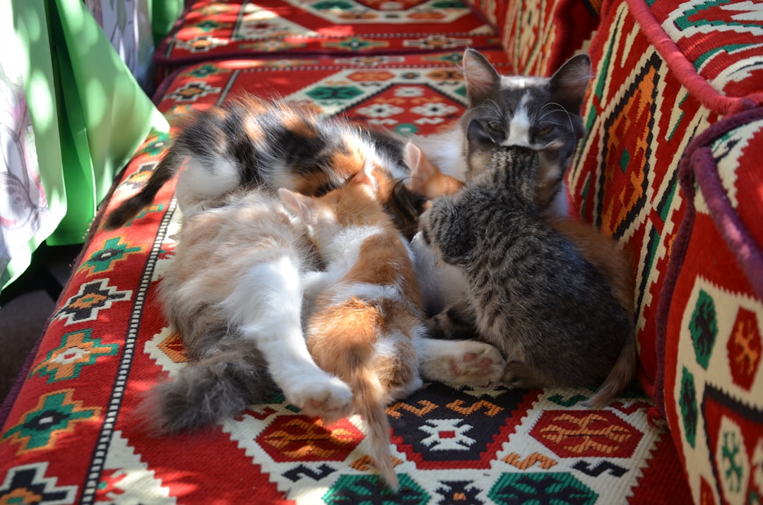 Photo pet sitter