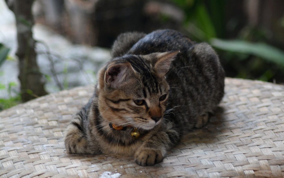 Top Pet Sitting Services on the Upper East Side