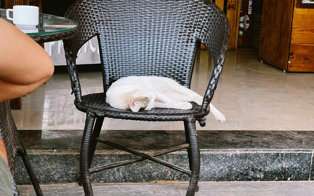 Top Dog Sitter Los Angeles: Your Pet’s Perfect Home Away from Home