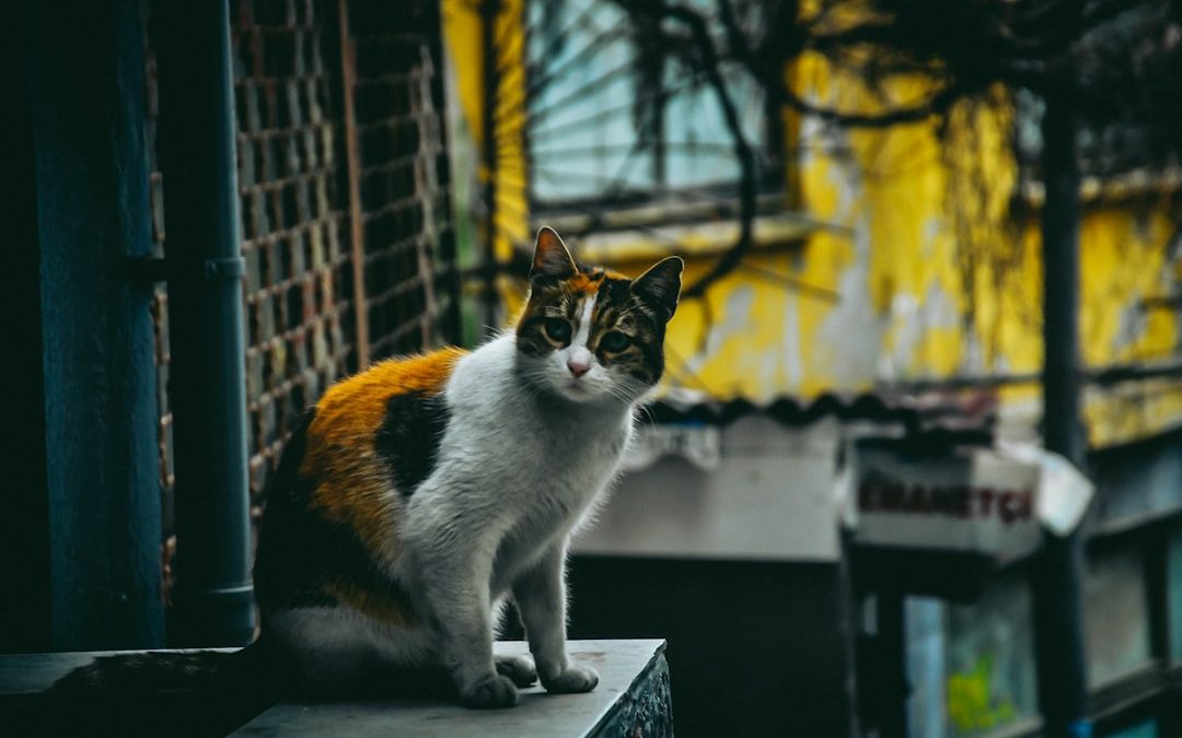 The Best Pet Sitting Services in Brooklyn