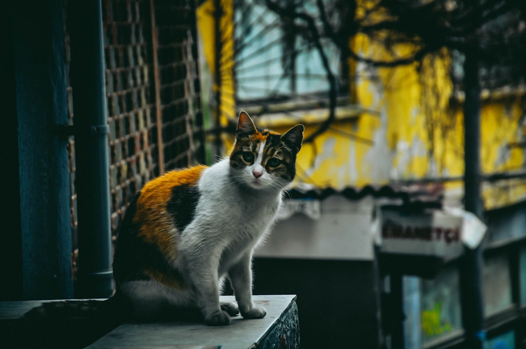 Photo pet sitting brooklyn