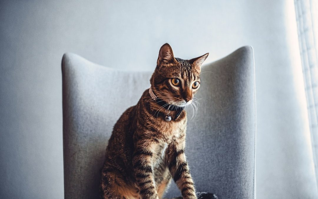 Professional Pet Sitting Services in LA