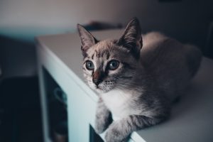 Photo cat sitter