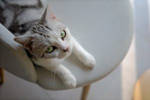 Photo pet sitting services