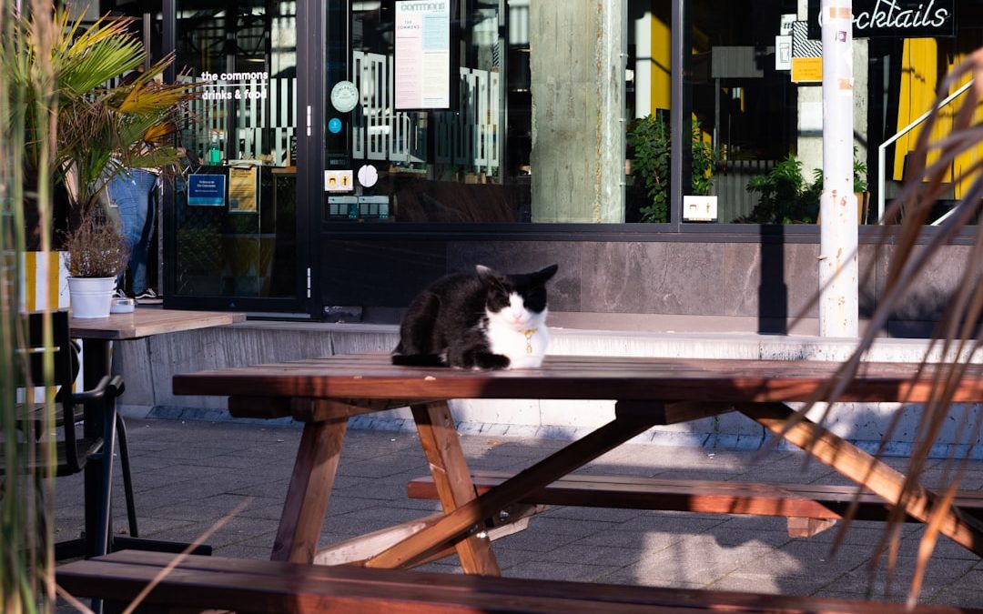 Cat Sitting Services in Brooklyn: Your Feline’s Home Away from Home