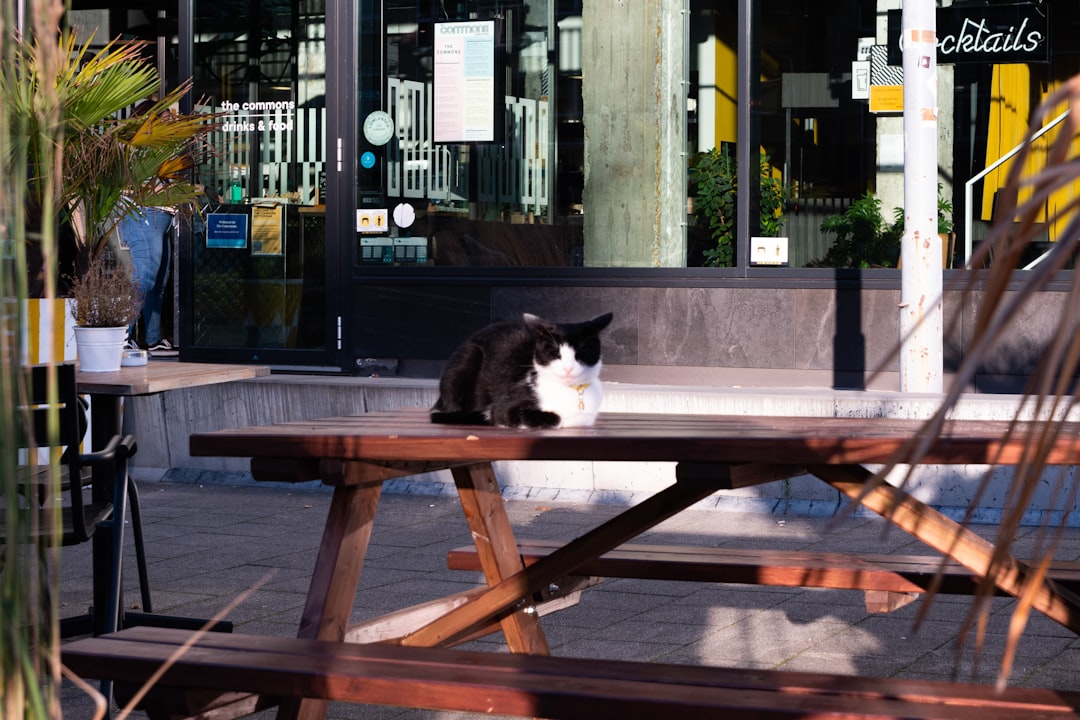 Photo cat sitting brooklyn