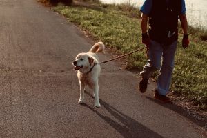Photo dog walking companies