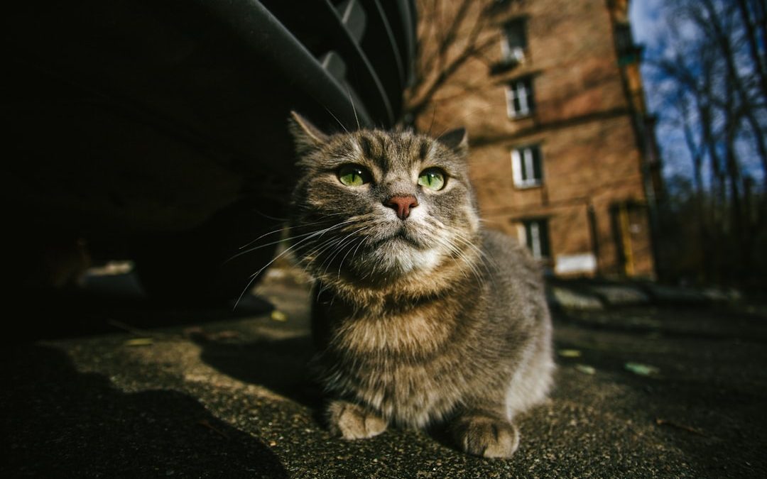 Cat Sitter Brooklyn Rates: What to Expect