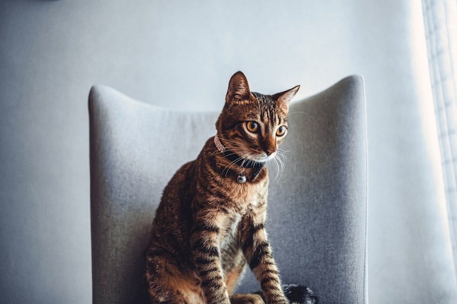 Photo pet sitting brooklyn