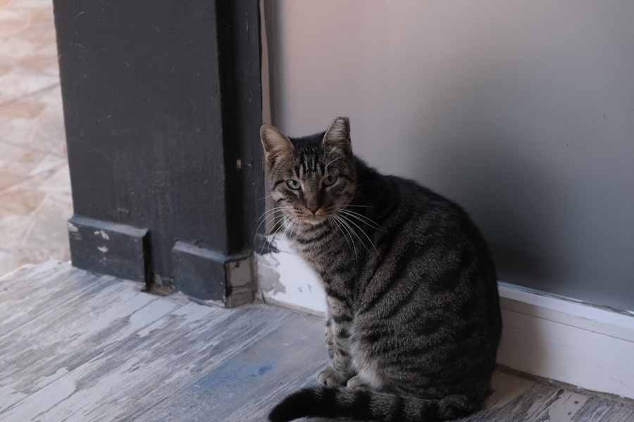 Photo cat sitting brooklyn