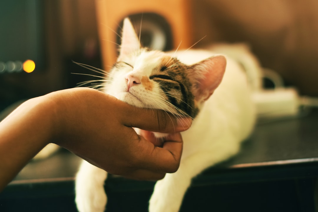 Photo pet sitting