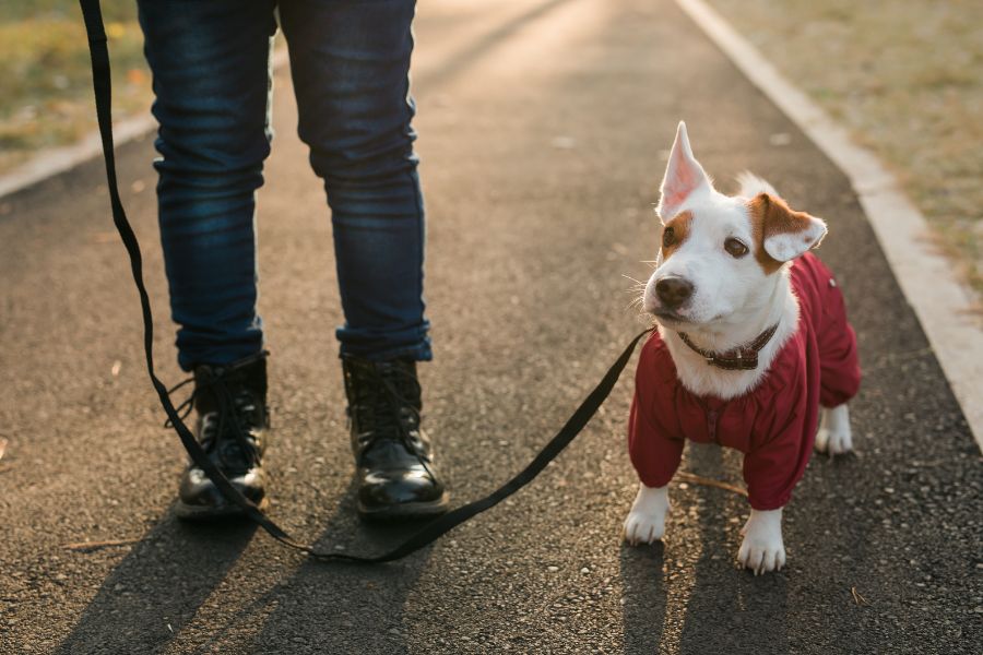 Best Dog Walking Services in LA