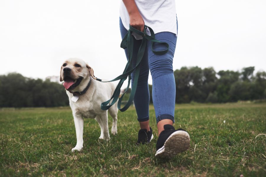 Dog Walking Companies that Offer Additional Services