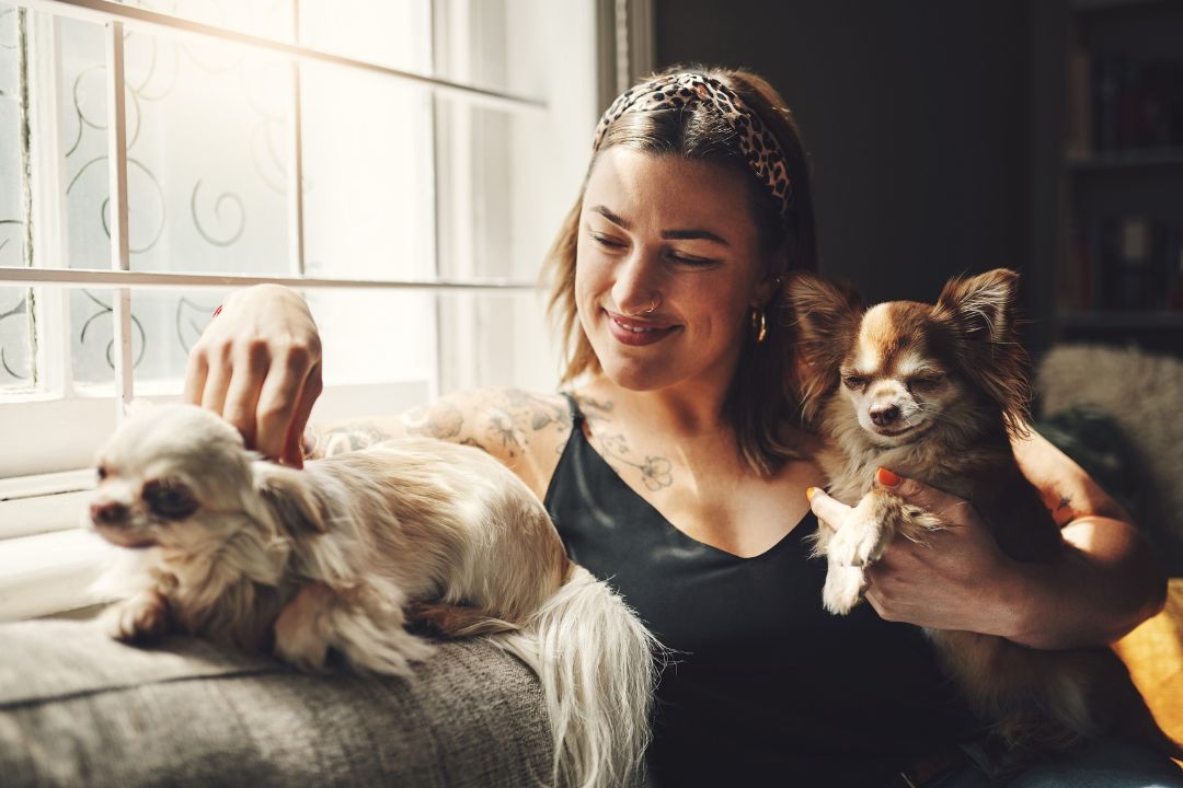 Top Dog Sitter Los Angeles Your Pet's Perfect Companion