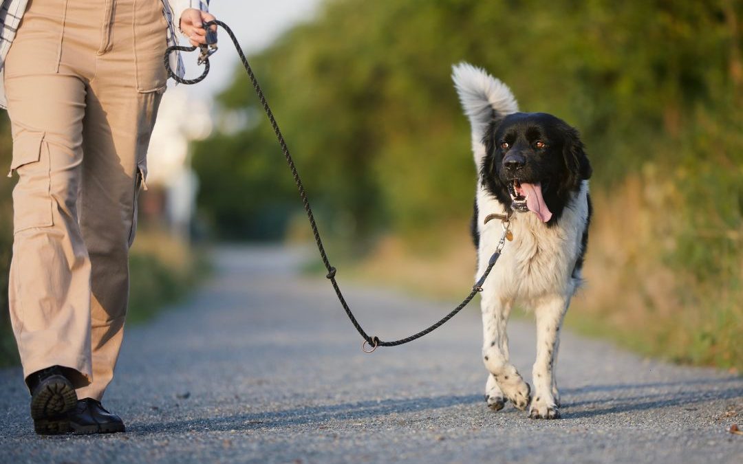 Top Dog Walking Companies in Los Angeles