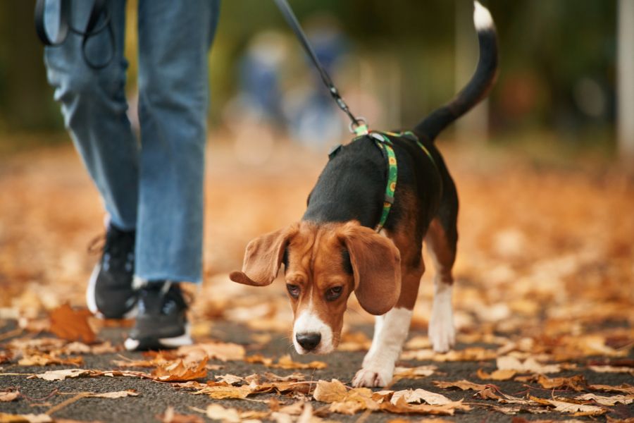 Top Dog Walking Companies in Los Angeles A Comparison