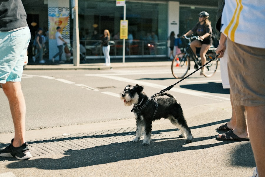 Wag dog walking alternatives