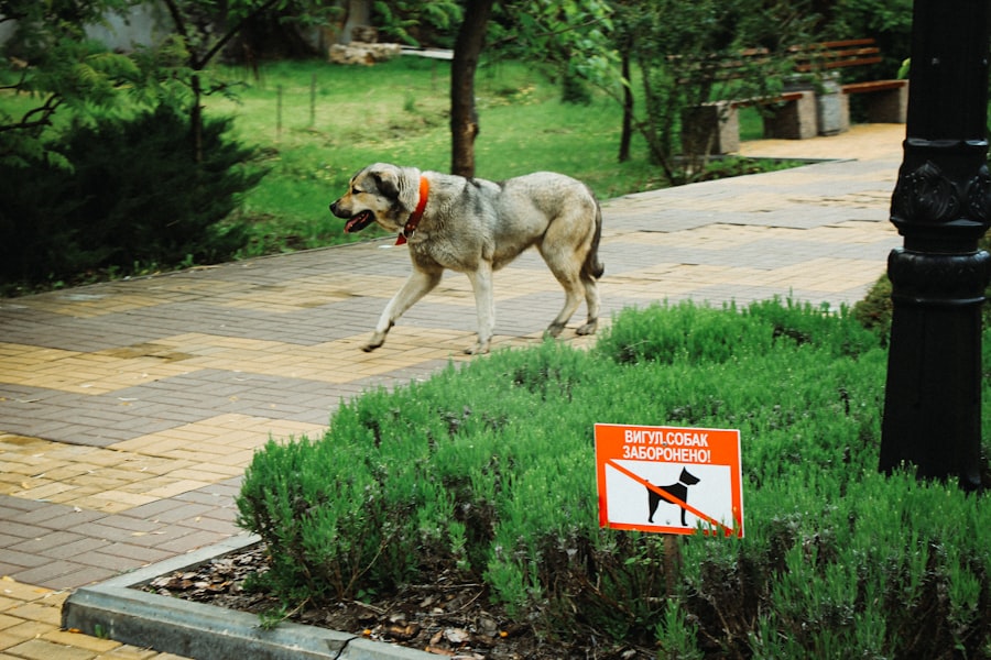 Wag dog walking alternatives