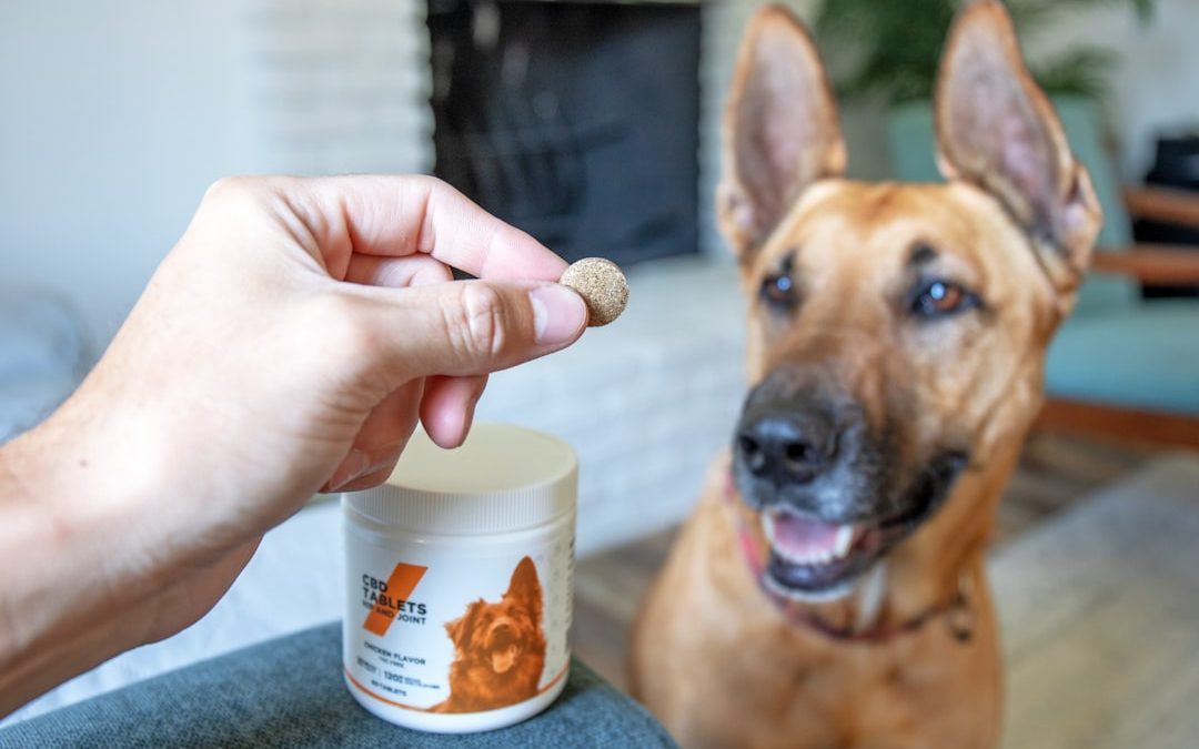 Pet Care Showdown: Wag vs Rover vs Lovepetcare