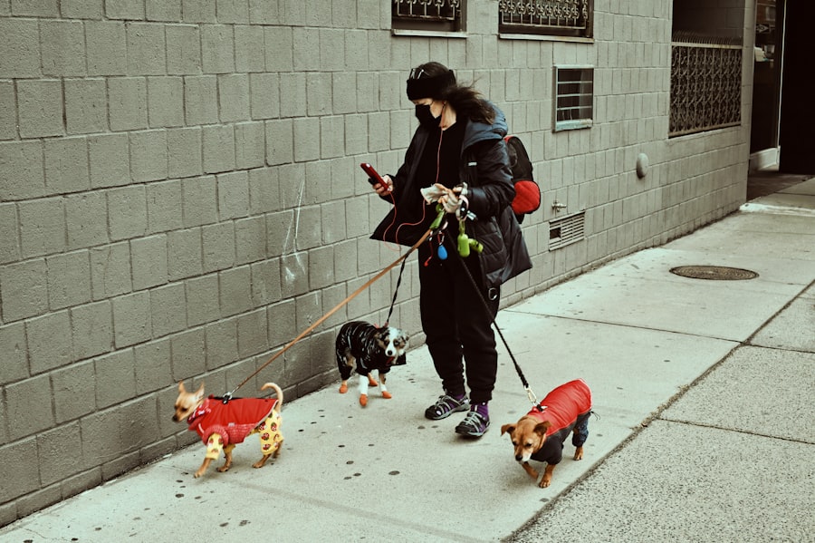 Photo dog walker
