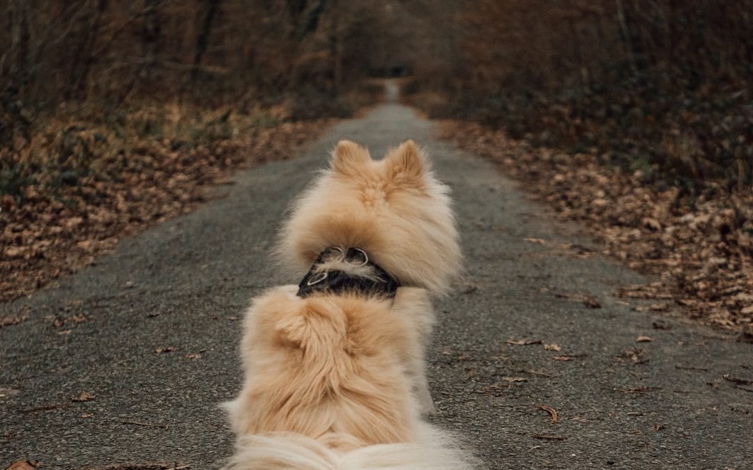 Exploring Other Options: Alternatives to Wag Dog Walking