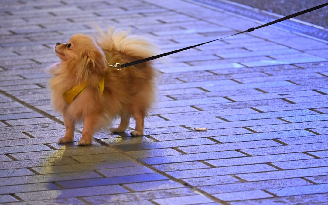 Exploring Other Options: Alternatives to Wag Dog Walking