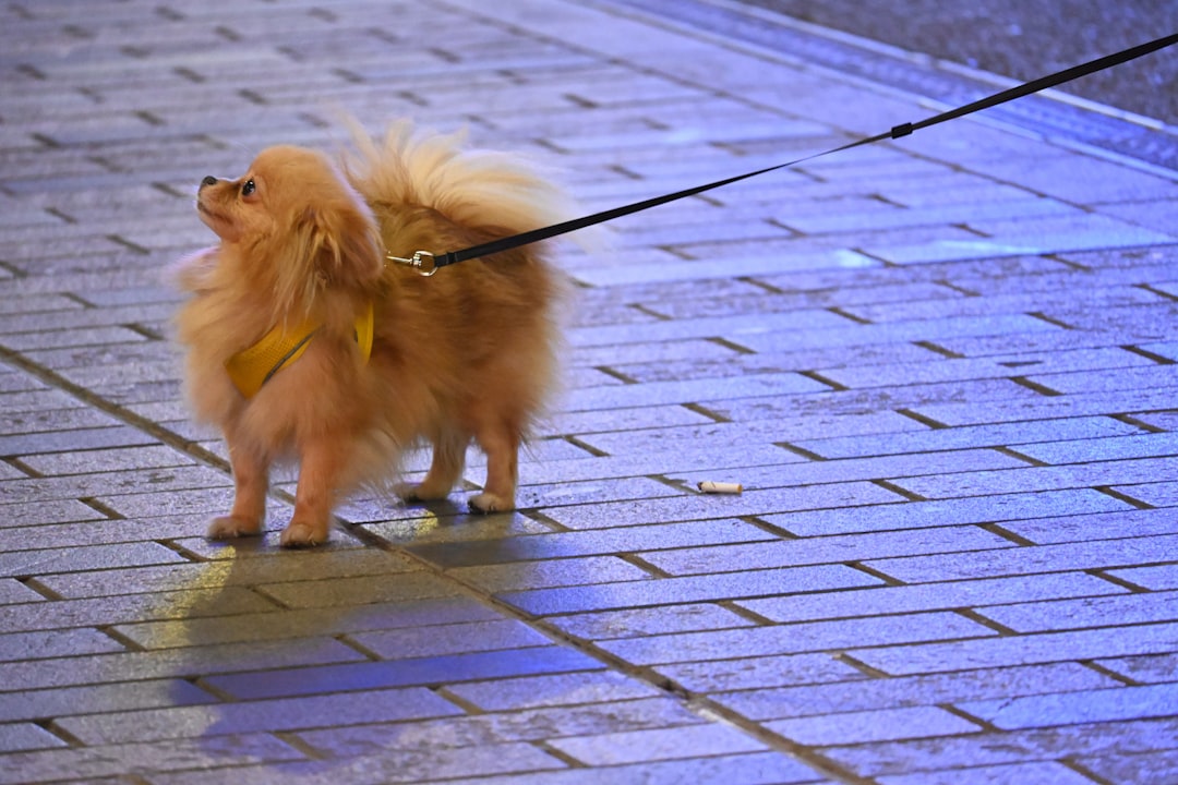 Photo Wag dog walking alternatives