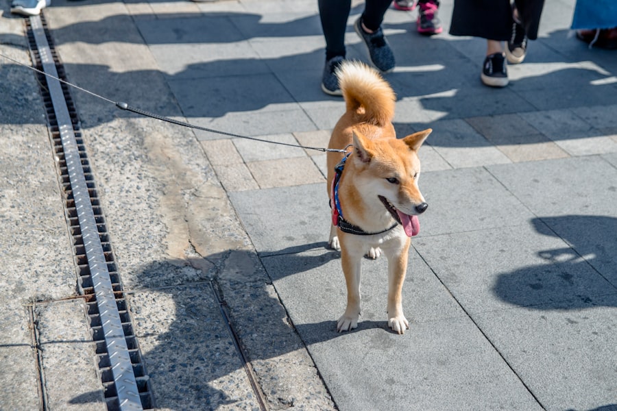 Photo Wag dog walking alternatives