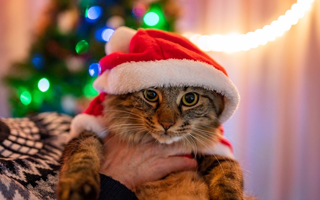 Top Tips for Holiday Pet Care in NYC