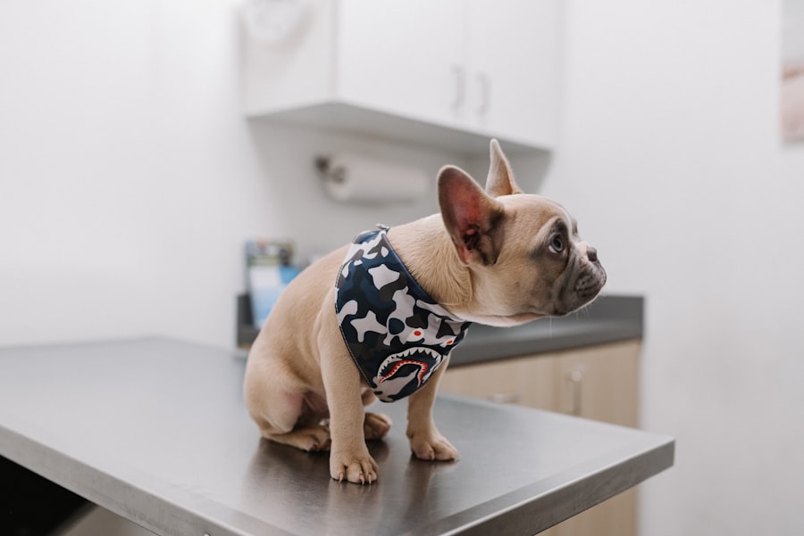 vet