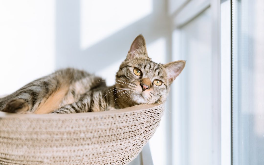 Find an ER Vet Near Me for Emergency Pet Care