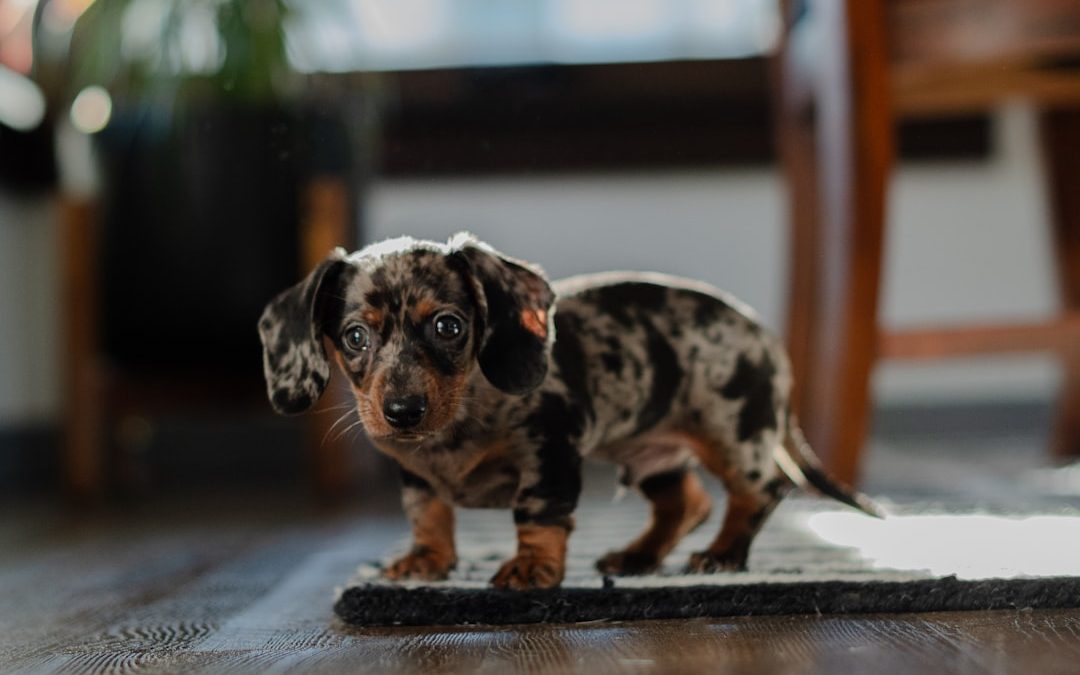 Convenient Puppy Boarding Near Me: Your Pup’s Home Away from Home