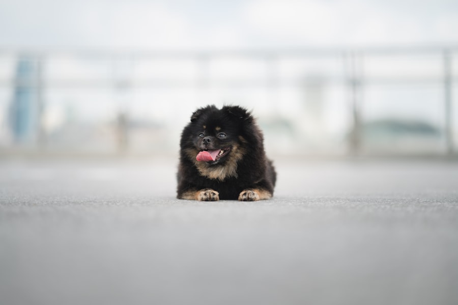 Photo puppy boarding
