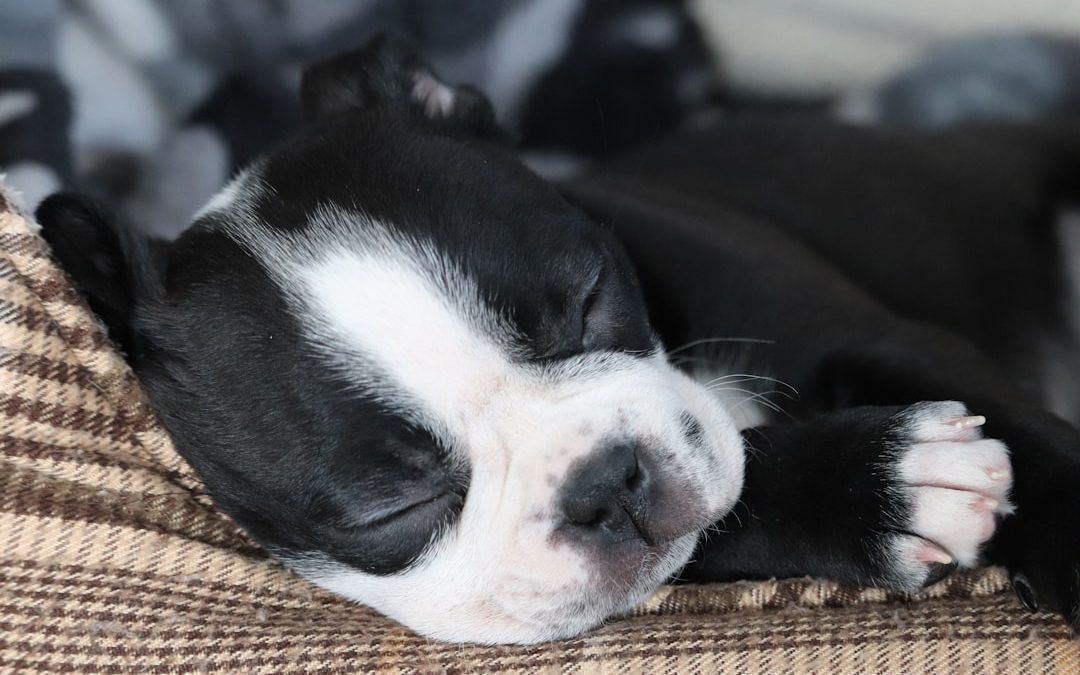 Find Dog Boarding Near Me: Your Pet’s Home Away from Home