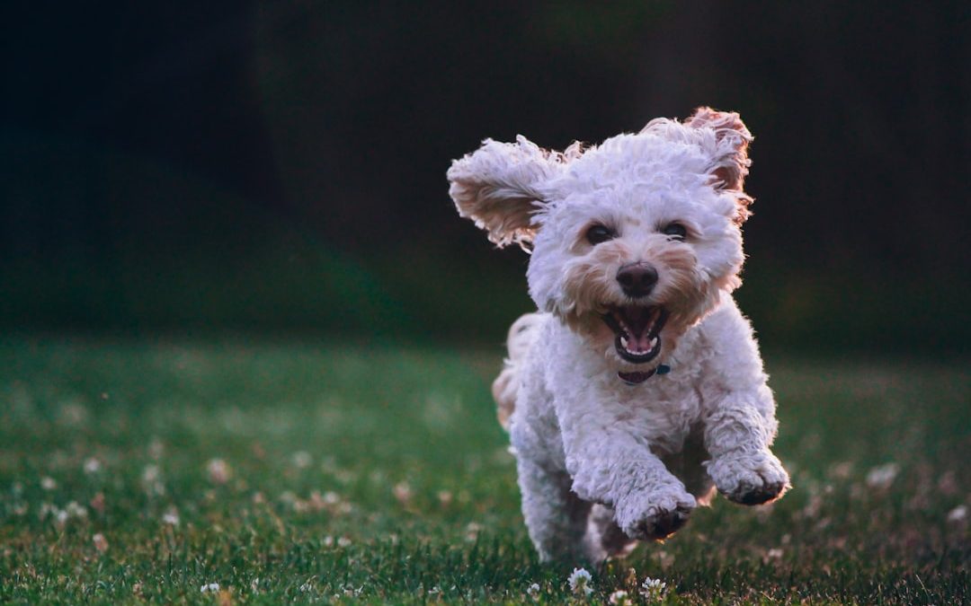 The Benefits of Dog Daycare for Your Pup