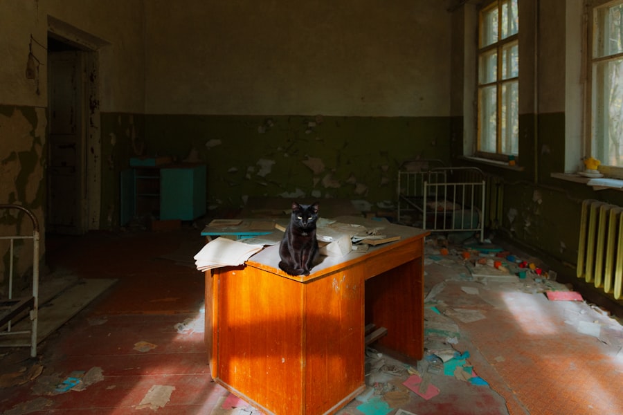 Photo animal hospital