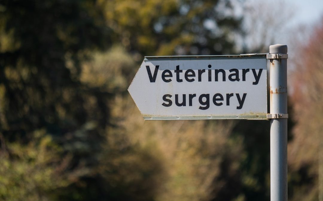 Emergency Vet: When Your Pet Needs Urgent Care