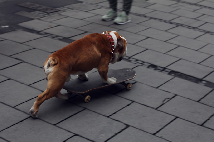 Photo dog boarding