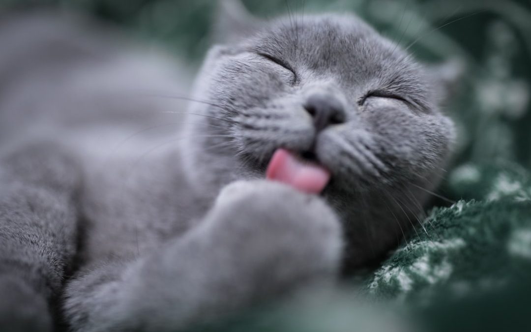 Find Professional Cat Grooming Near Me