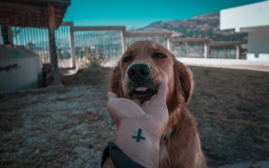 Finding an Emergency Vet Near Me: What You Need to Know